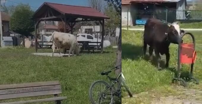 Sallar Mahallesi’nde Başıboş Hayvan Tepkisi: Vatandaşlar Endişeli